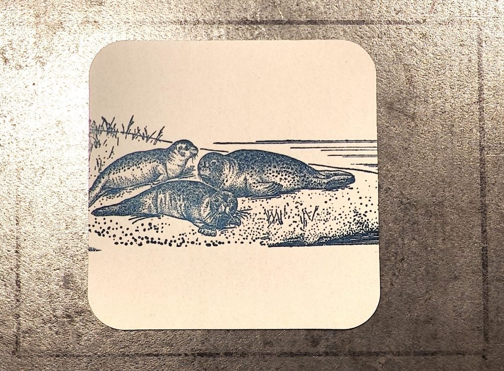 Robben am Strand in einer ruhigen Szene, Natur und Tierwelt im Fokus.