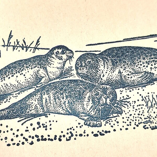 Robben in ihrer natürlichen Umgebung, detailreiche Illustration.