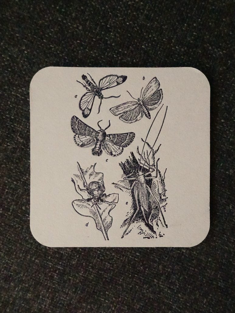 Verschiedene Insekten und Schmetterlinge in einer Skizze.