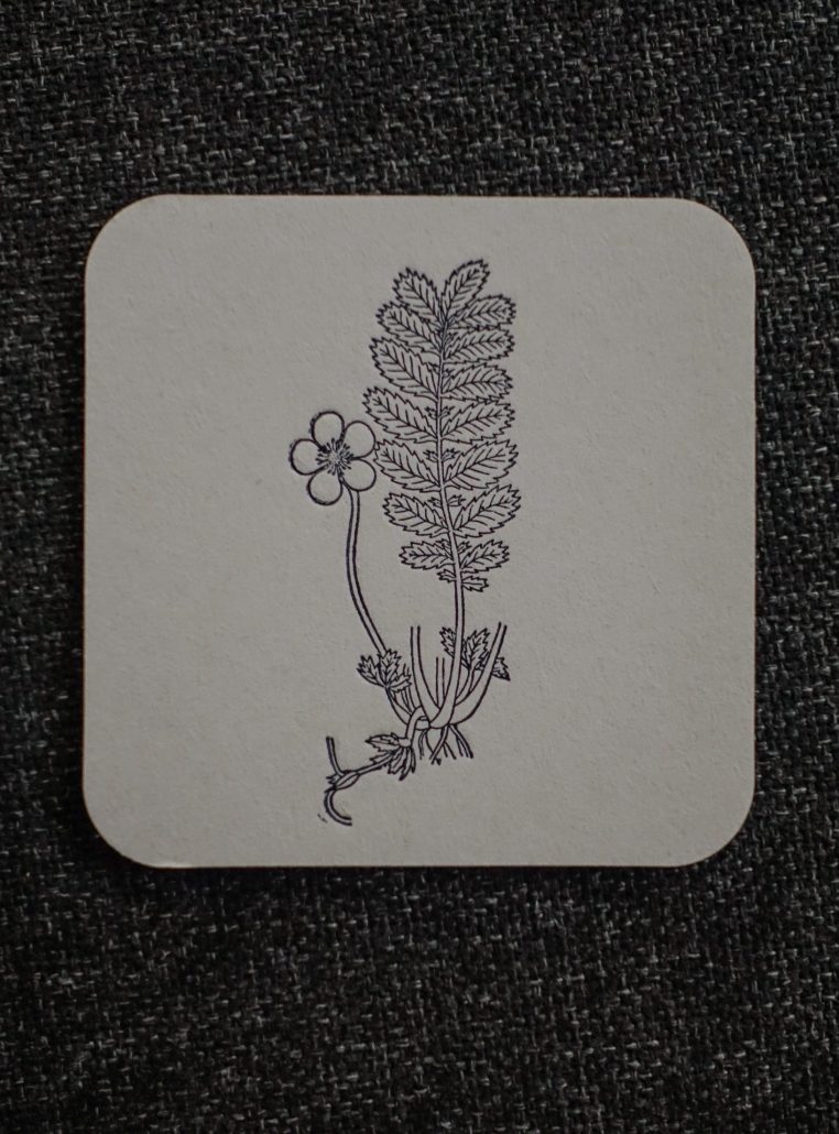 Gänsefingerkraut Pflanze mit Blüte und Blättern, botanische Illustration.