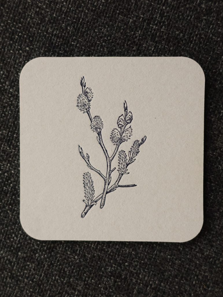 Detailaufnahme einer botanischen Illustration einer Pflanze mit Blüten und Blättern.
